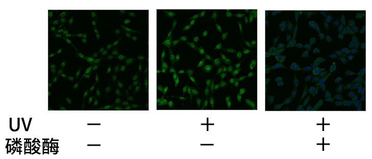 image005.jpg image005.jpg