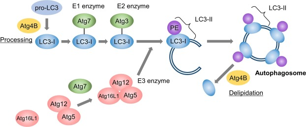 image001.png image001.png