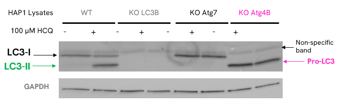 image007.png image007.png