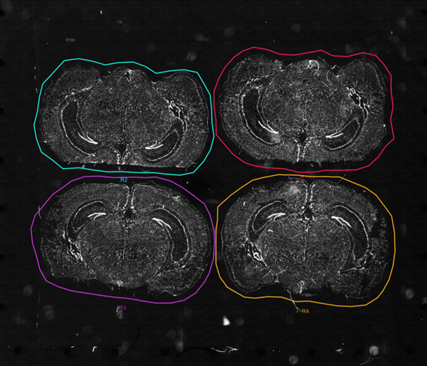 image003.png image003.png