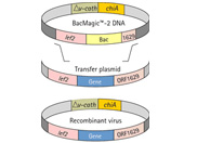 BacMagic-3 Insect Expression System��Ч�������x�������_ϵ�y