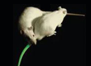 SAGE Labs �C ��һ�����Ｒ��ģ��