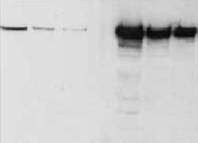 SignalBoost������̖����ԇ����